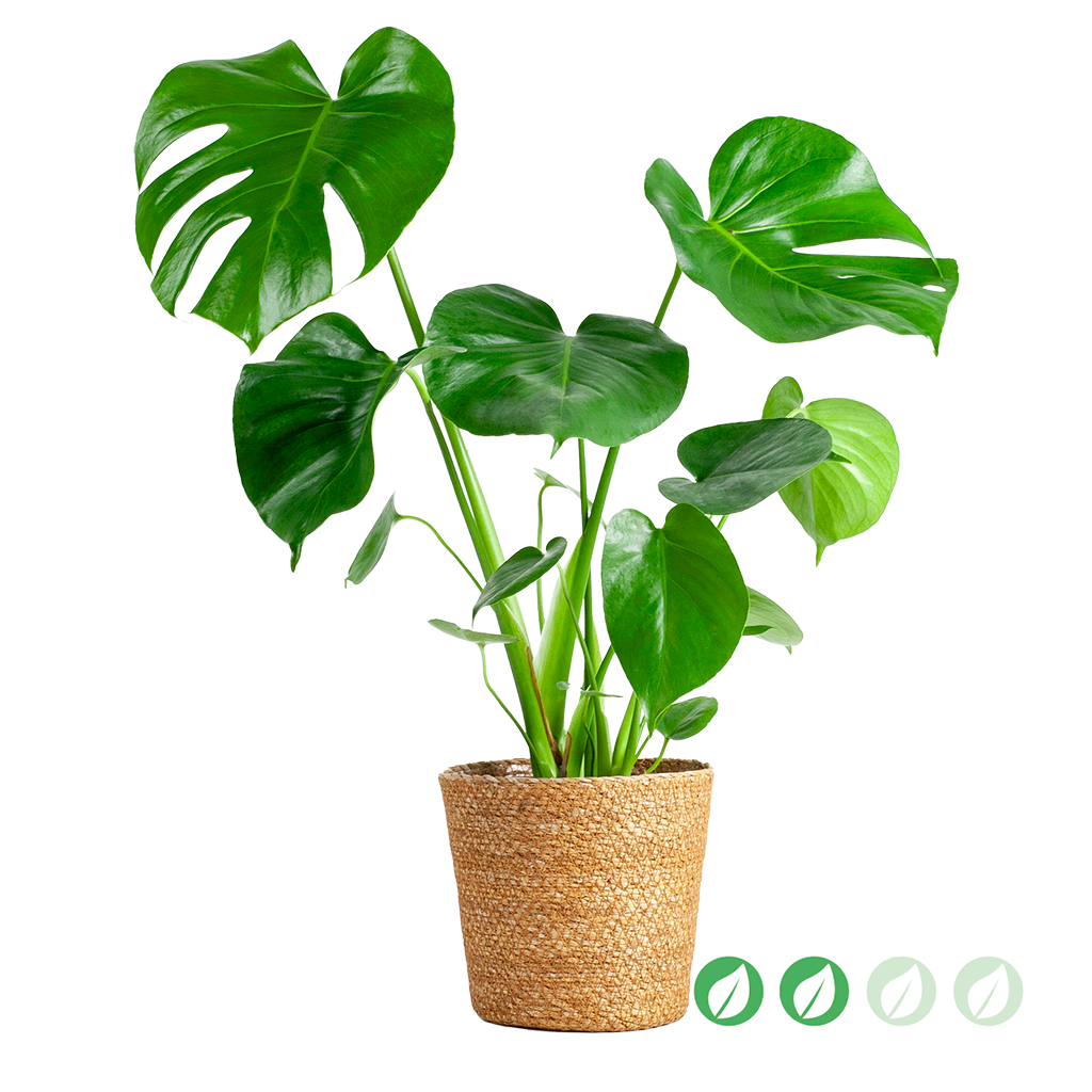 kpl_efp-014__1.png