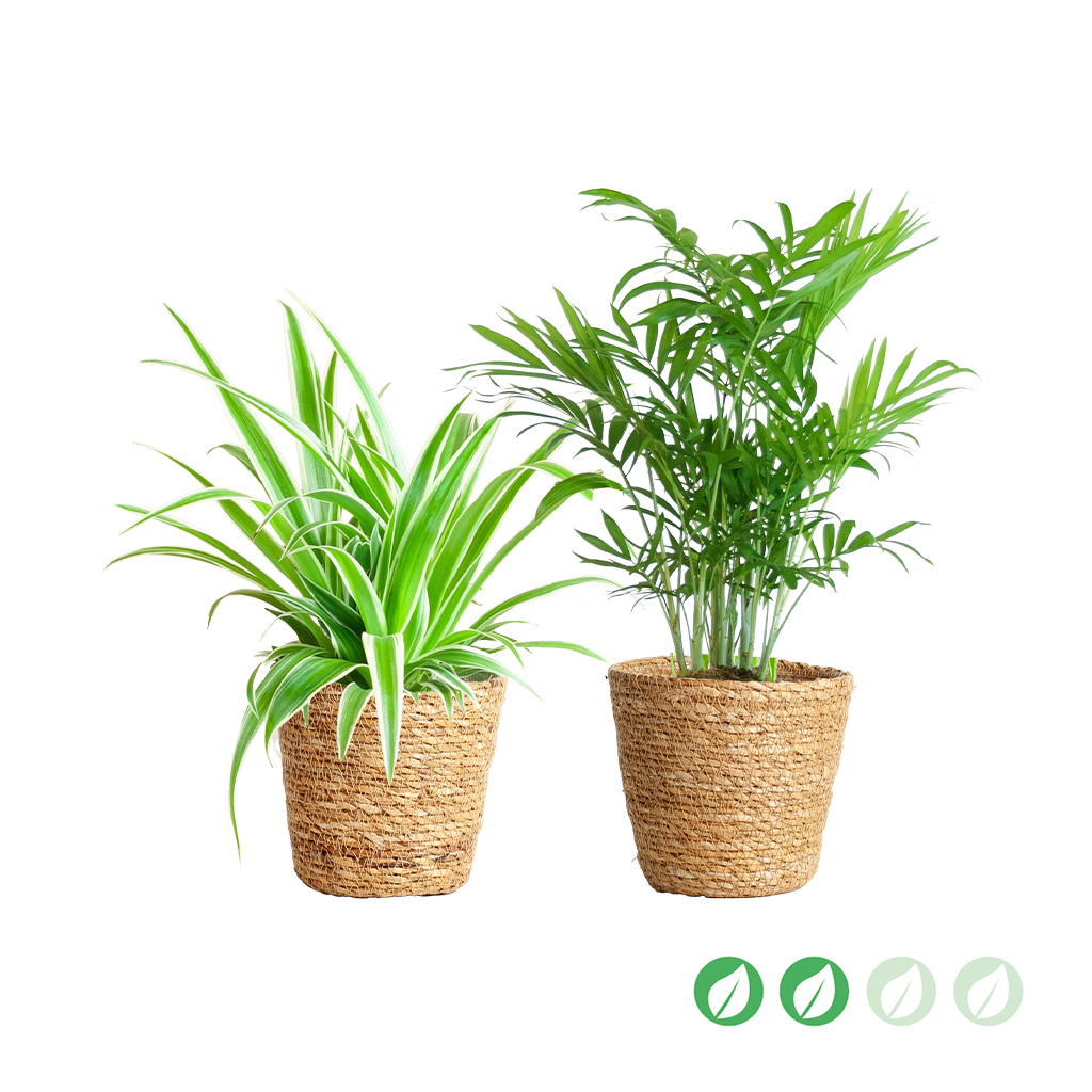 kpl_efp-035__1.png