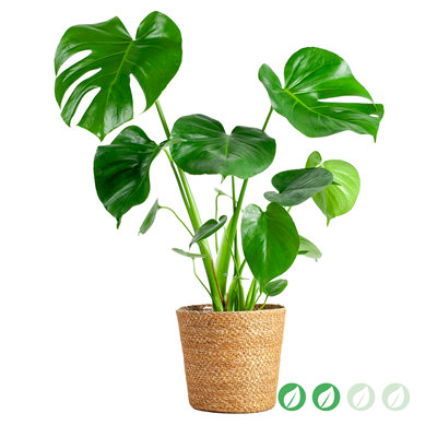 kpl_efp-014__1.png