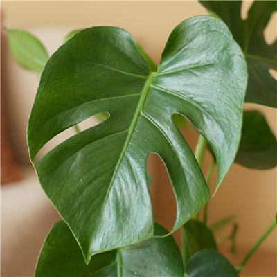 kpl_efp-014__3.png