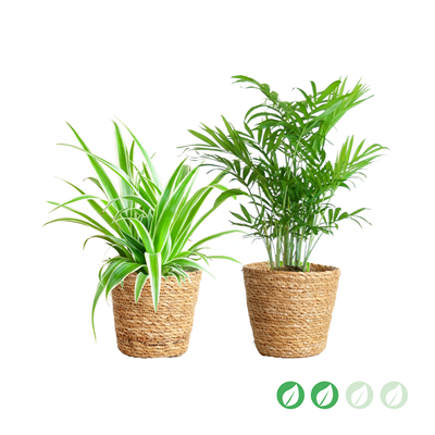 kpl_efp-035__1.png