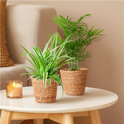 kpl_efp-035__2.png