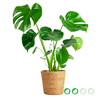 kpl_efp-014__1.png
