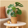 kpl_efp-014__2.png