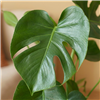 kpl_efp-014__3.png