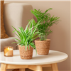 kpl_efp-035__2.png