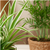 kpl_efp-035__3.png