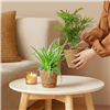 kpl_efp-035__4.png